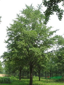 實生銀杏樹苗木供應(yīng)信息 山東省郯城縣四季青銀杏苗木基地