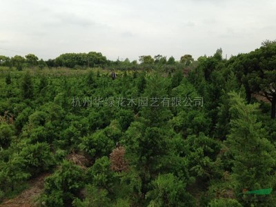 龍柏新價格與市場報價趨勢解析