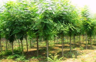 大欒樹的養(yǎng)護(hù)管理及市場價格介紹