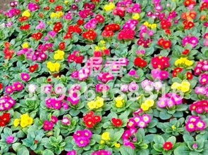 青州市樹慶花卉苗木專業合作社 山東草花種植基地的繁榮之路