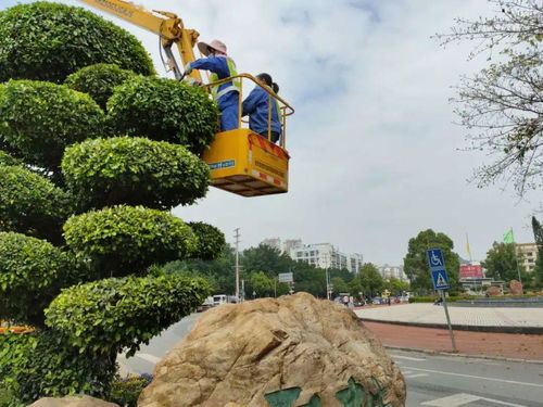 賀州顏值 綠意盎然的背后，是那一雙雙種樹護林的手